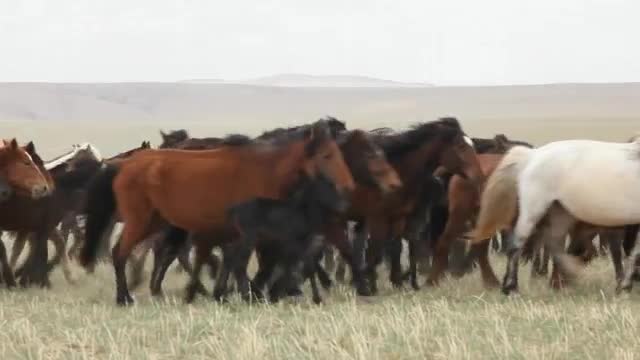 HERITAGE OF CHINESE CULTURE AND DANCE (THE) - Ethnic Dance: Inner Mongolian (Documentary, 2016)